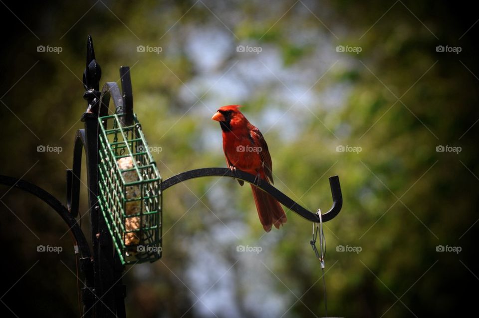Cardinal 