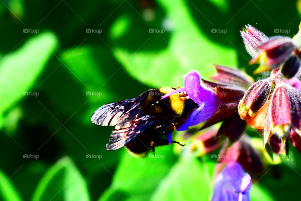 Bright bumblebee on lavender 