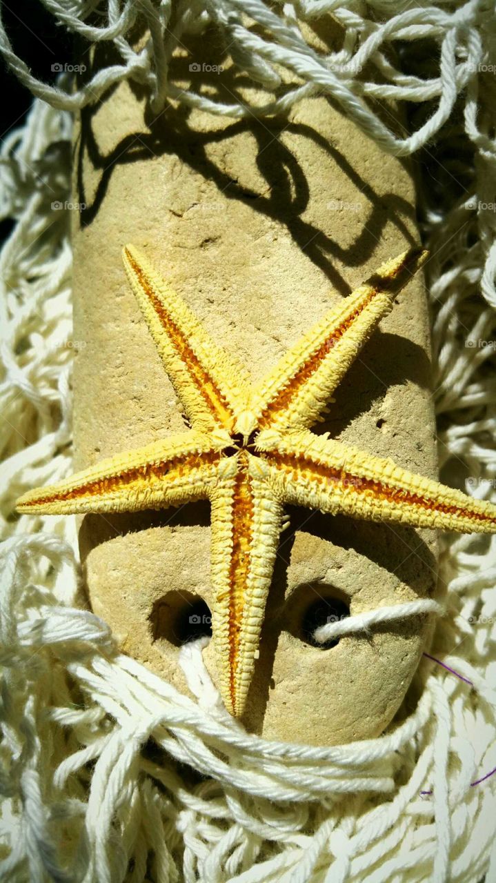 Starfish
