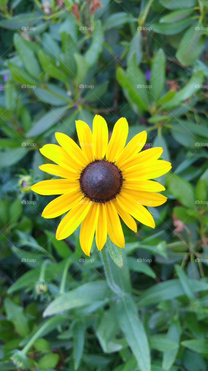 Blackeyed Susan/Rudbeckia hirta L.