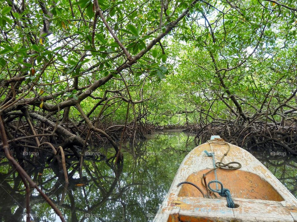 Mangrove tour. Boat tour in the middle of the mangroves - Boipeba island