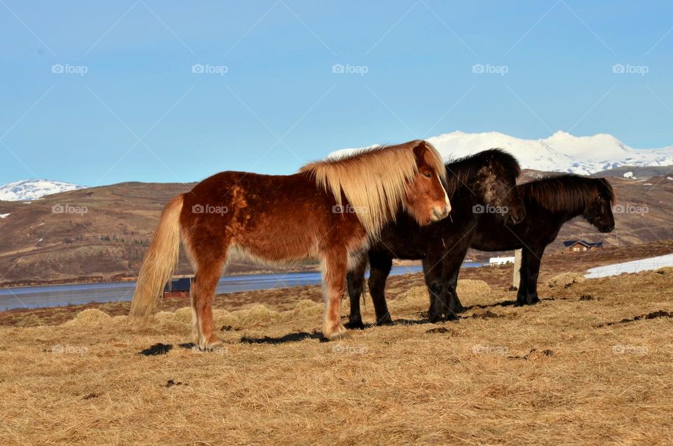 Icelandic horses