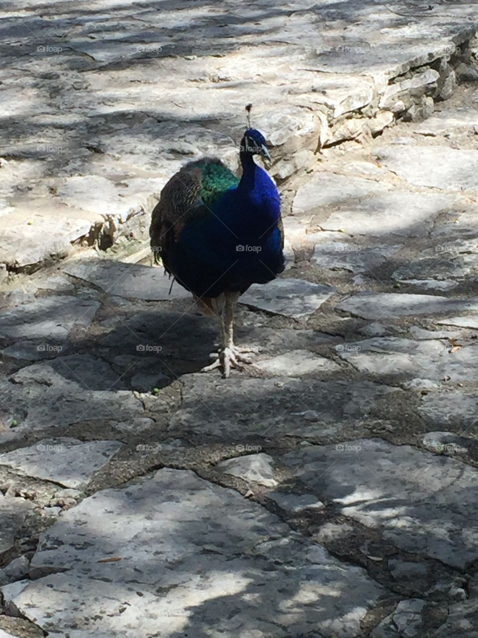 Peacock