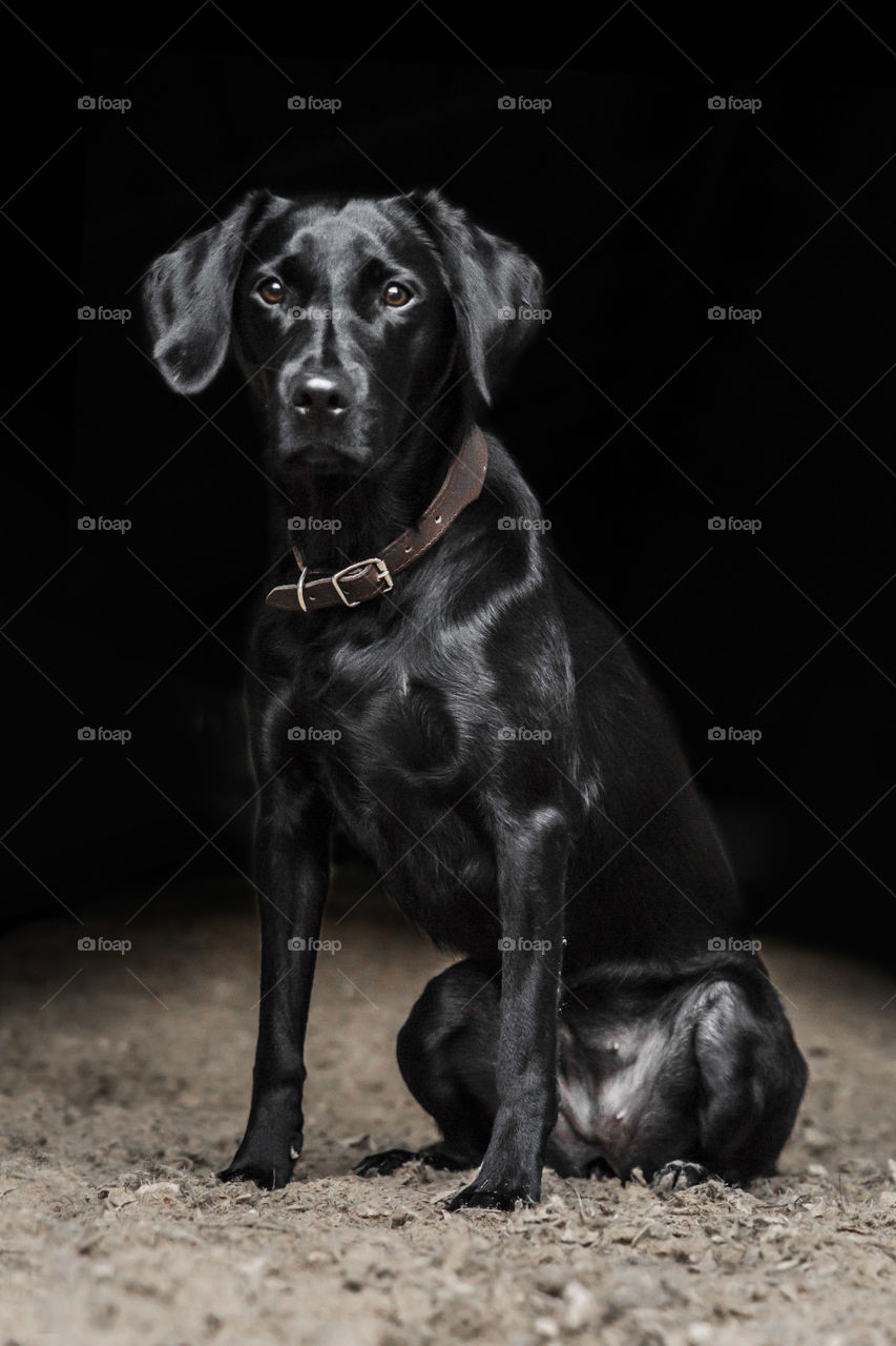 Black Labrador posing beautiful with dark background wearing brown dog collar 