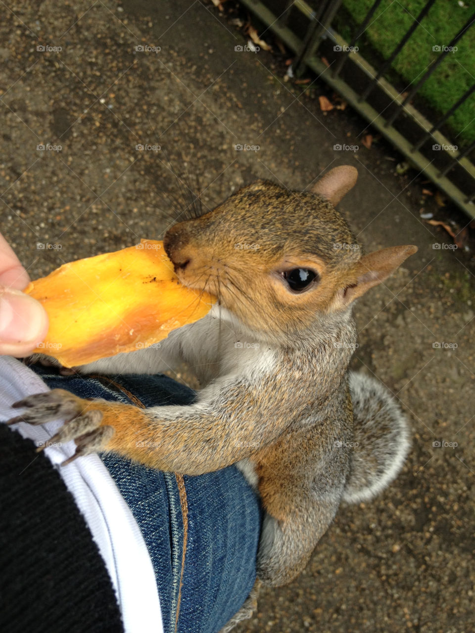 italy london animal squirrel by marirampazzo