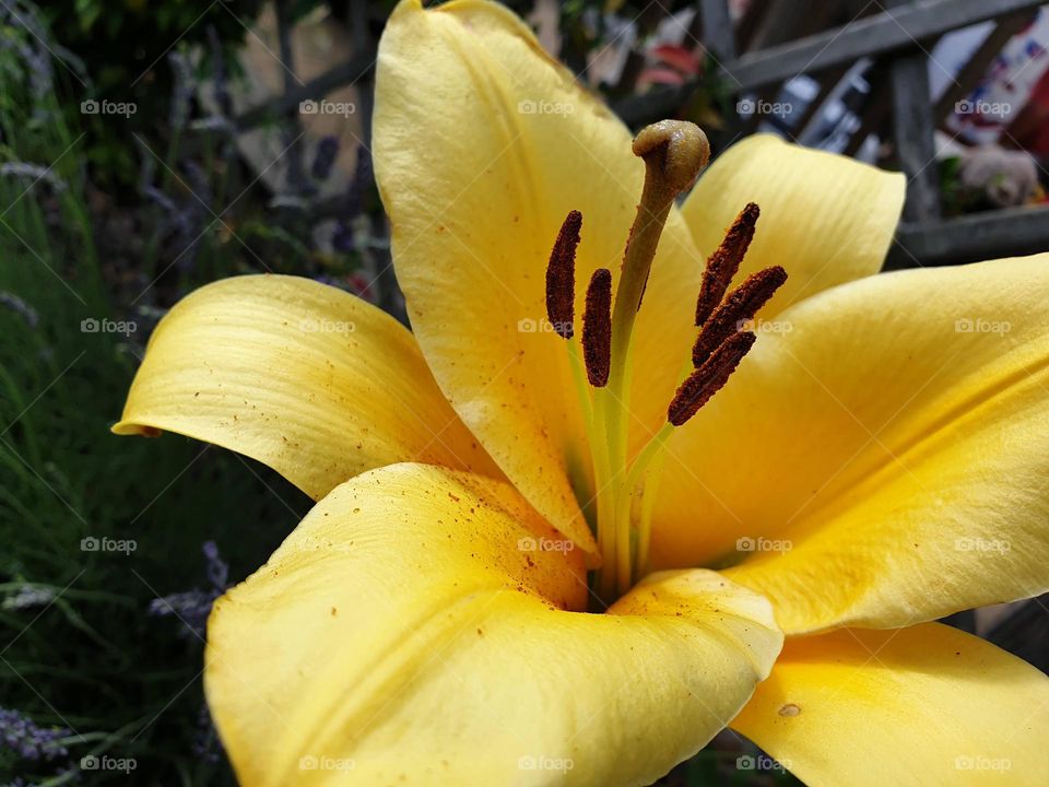 a close up portrait of a yellow daylilly with large yellow petals and thin yellow and brown stems.