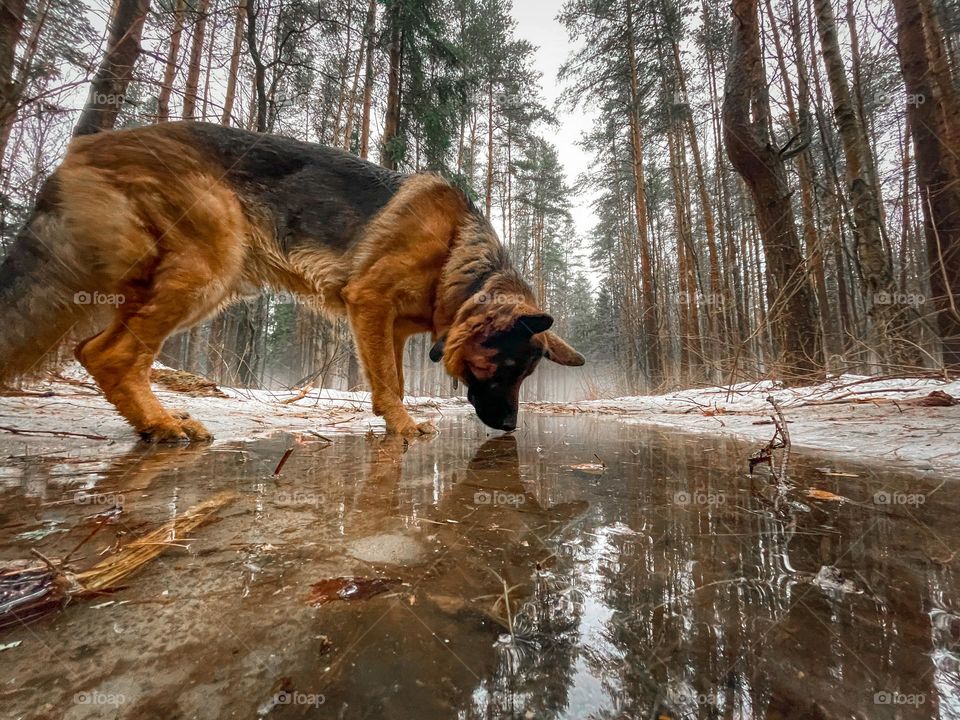 German shepherd dog at winter day