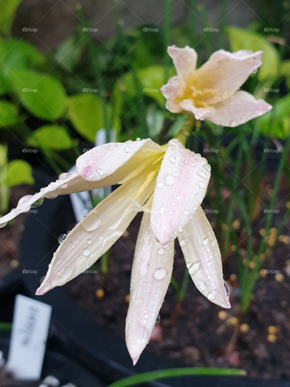 the beautiful rain lilly in Thailand