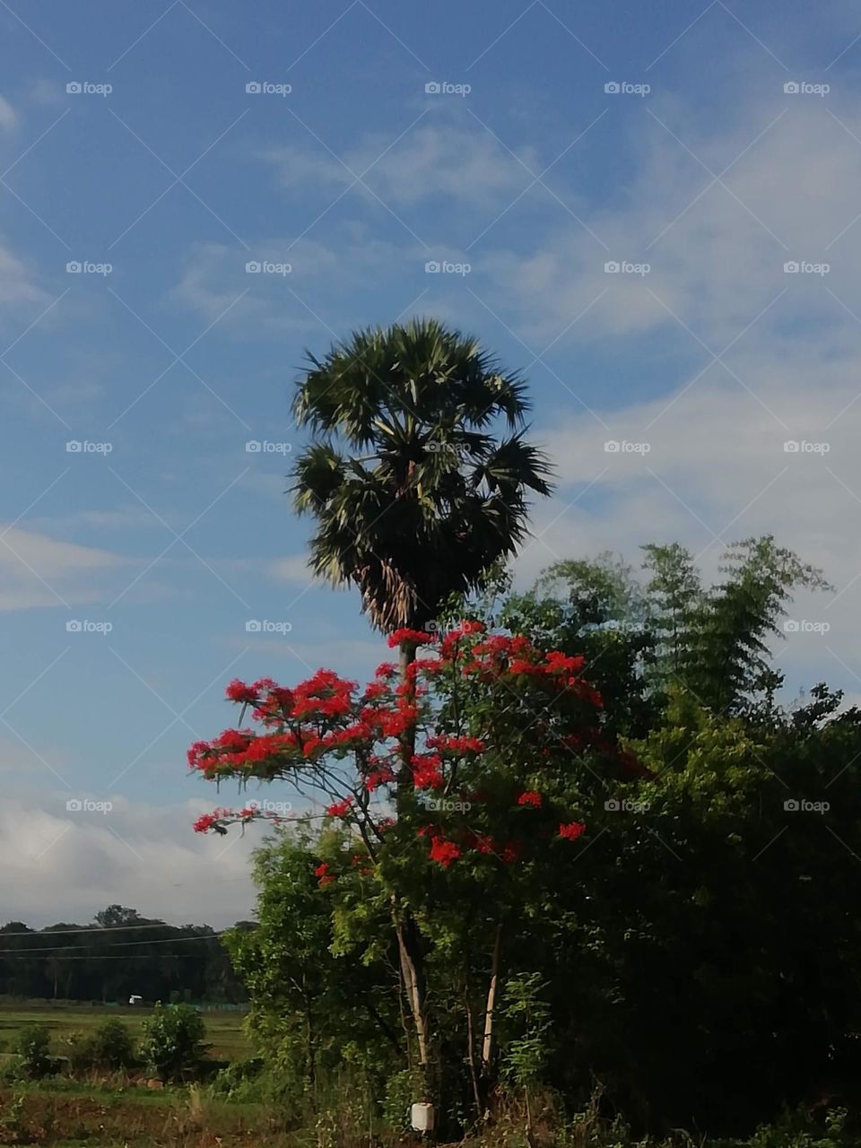 nature is pure medicine