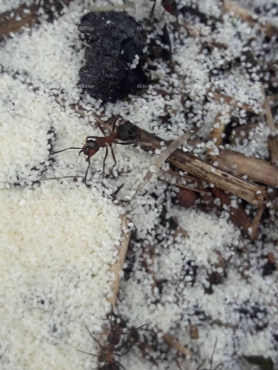 ants. macro. summer