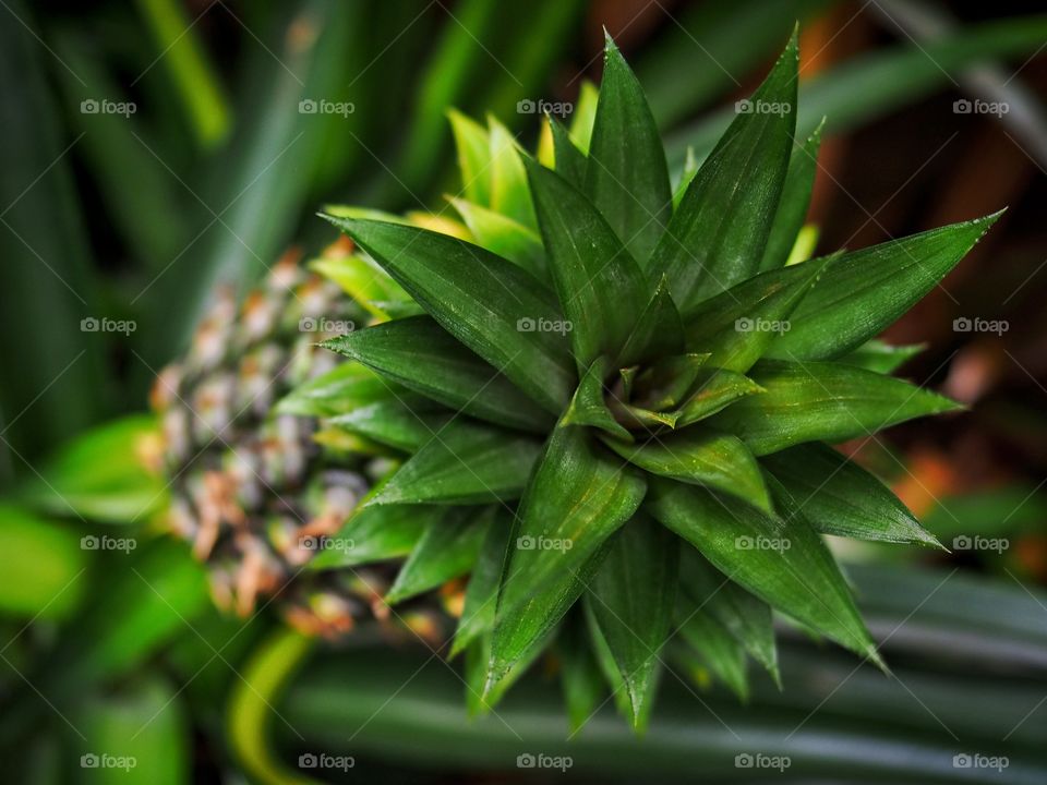 Elevated view of pineapple