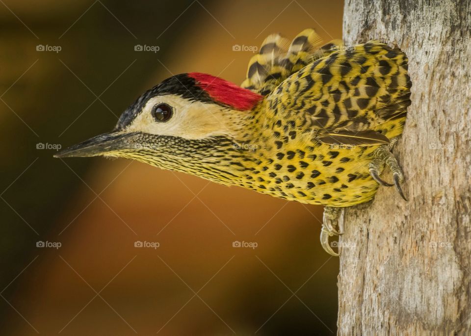 Pica Pau verde barrado saindo do seu ninho - Foto medalha de prata no concurso Brasília Photo Show 2020/21 categoria animais