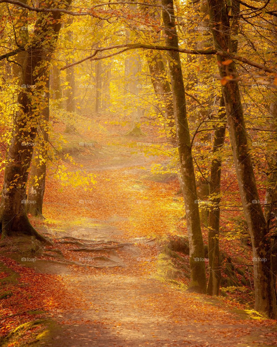 From a beautiful walk in the forest. I love the moody look you’ll in october. The colors are mesmerizing