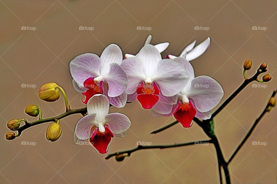 Orchid