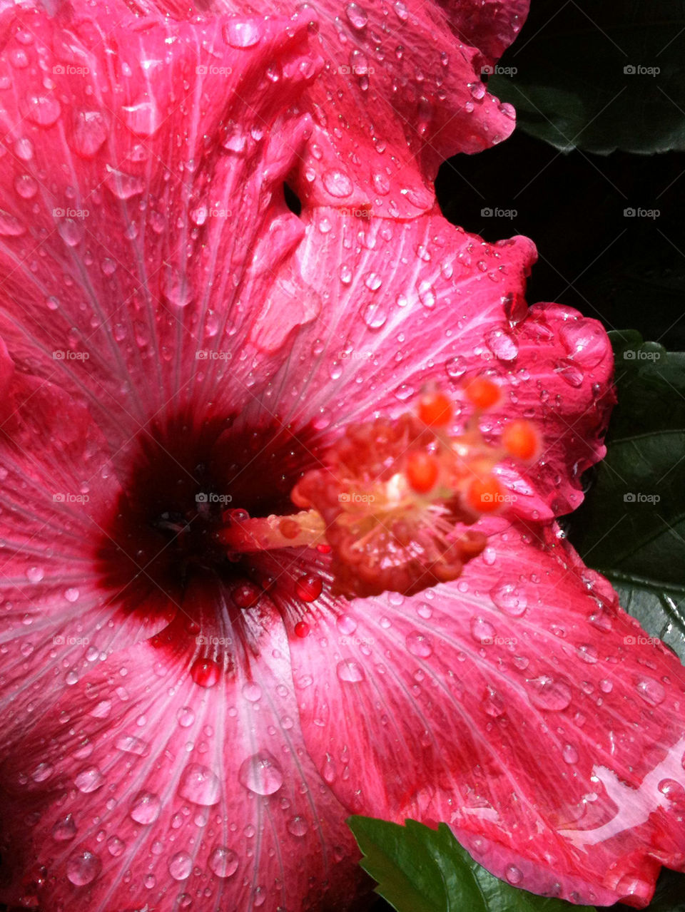 nature pink flower red by mksmith