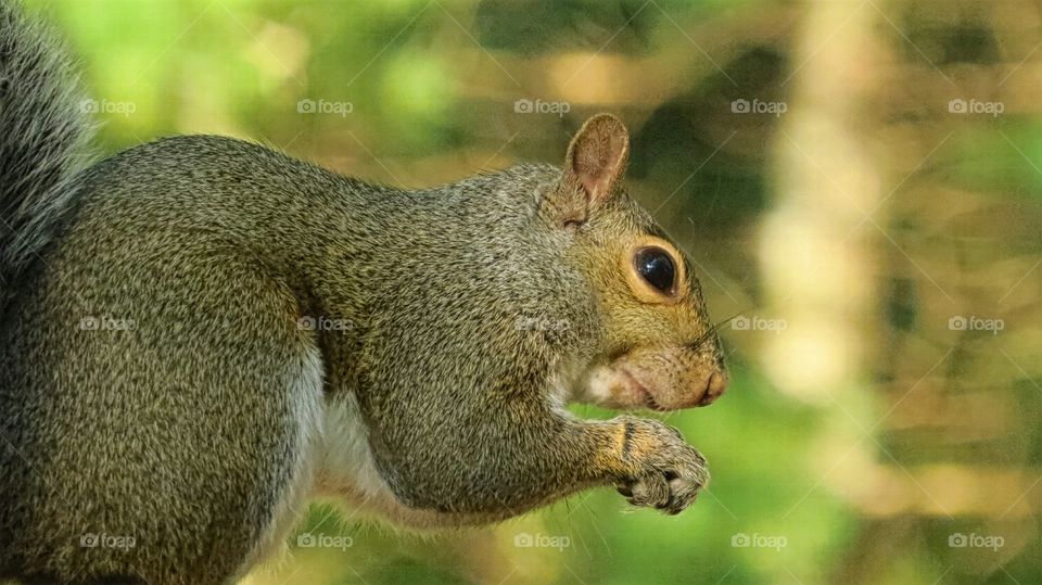 Praying Squirrel