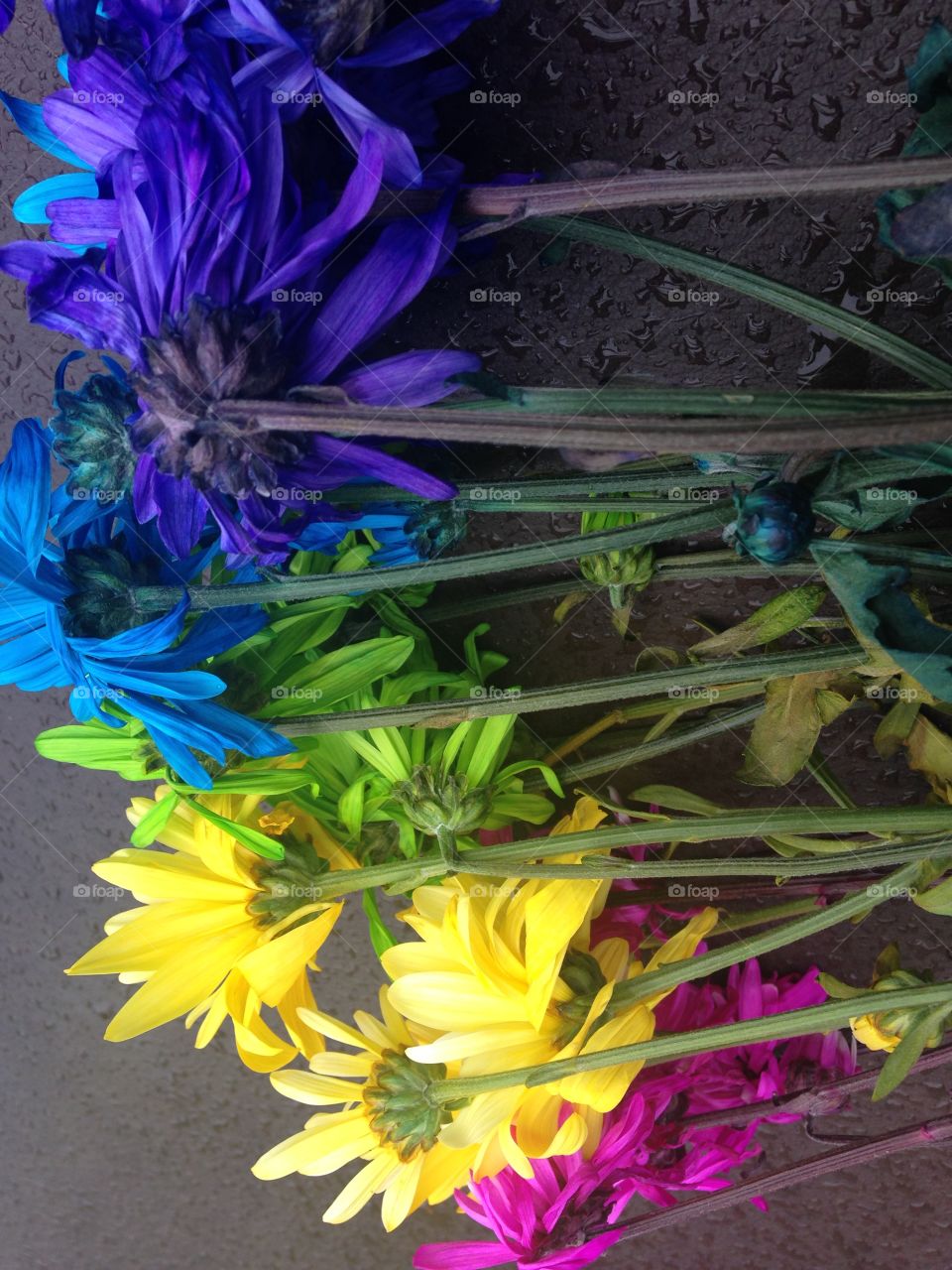 Rainbow flowers