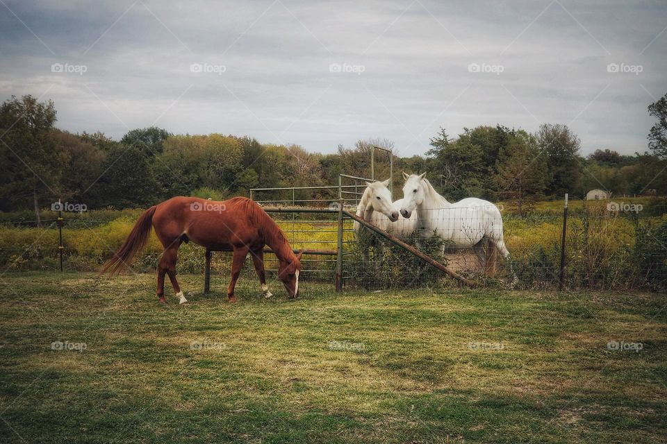 Horses in Autumn