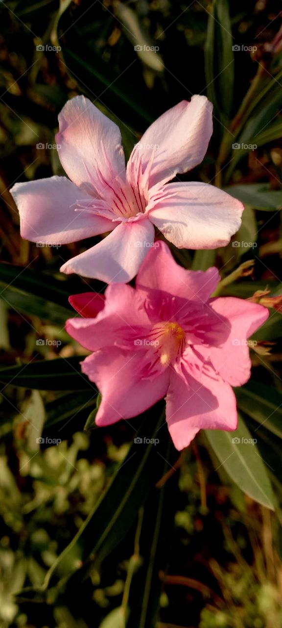 Nerium oleander