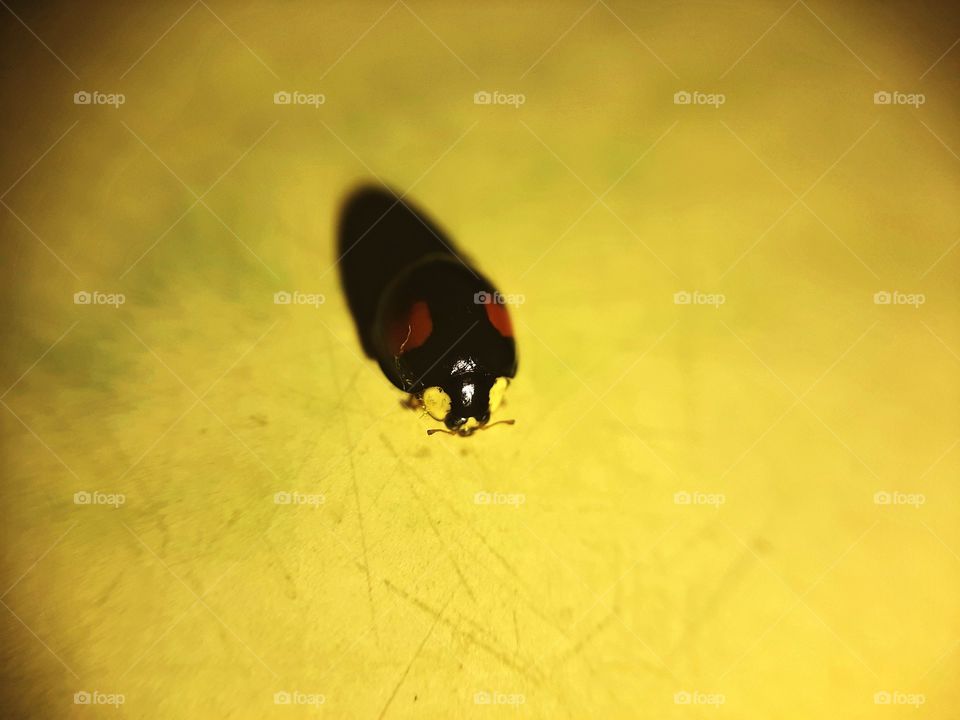 ladybug