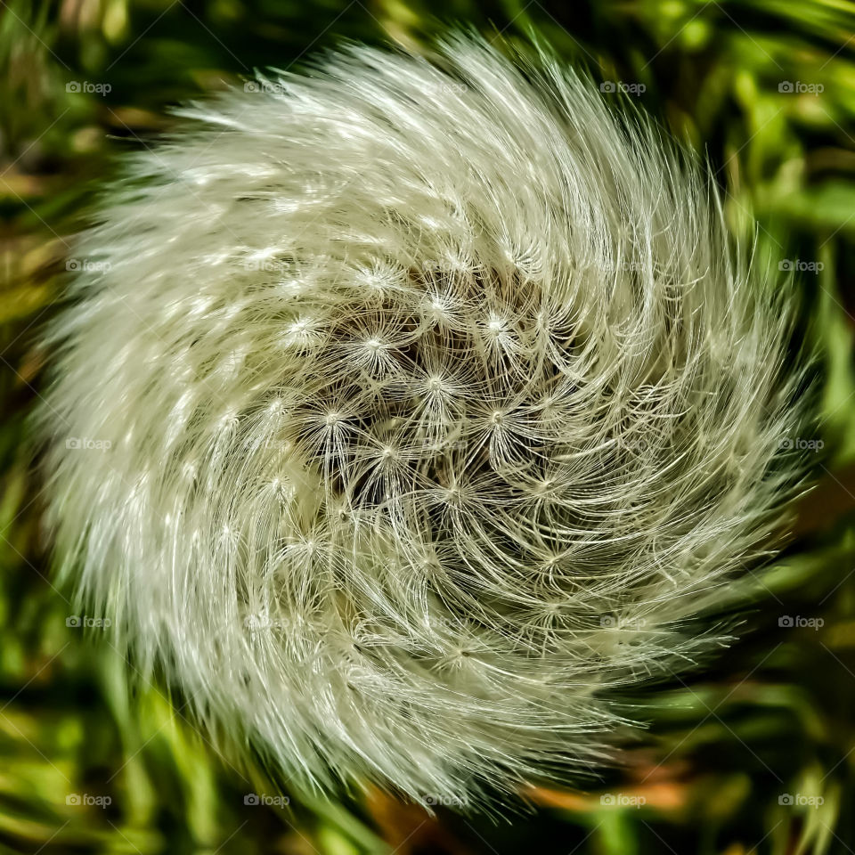 Dandelion In The Wind