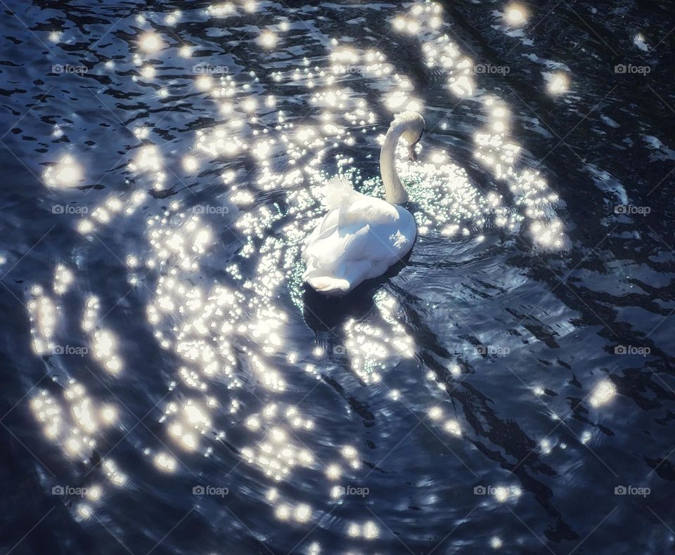 Swan in the sunlight