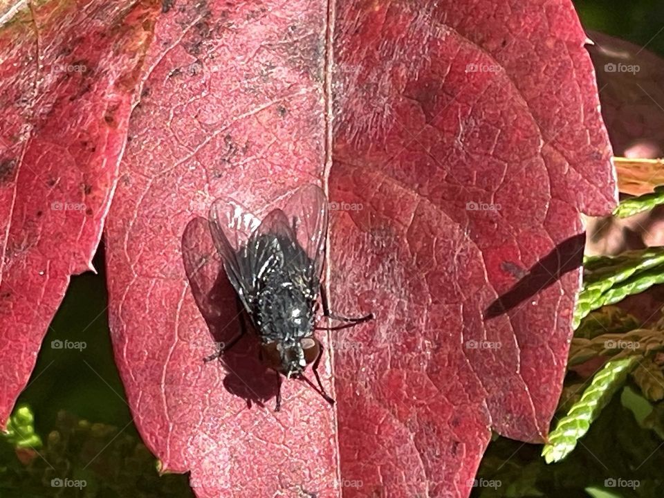 Fall’s leaves color 
