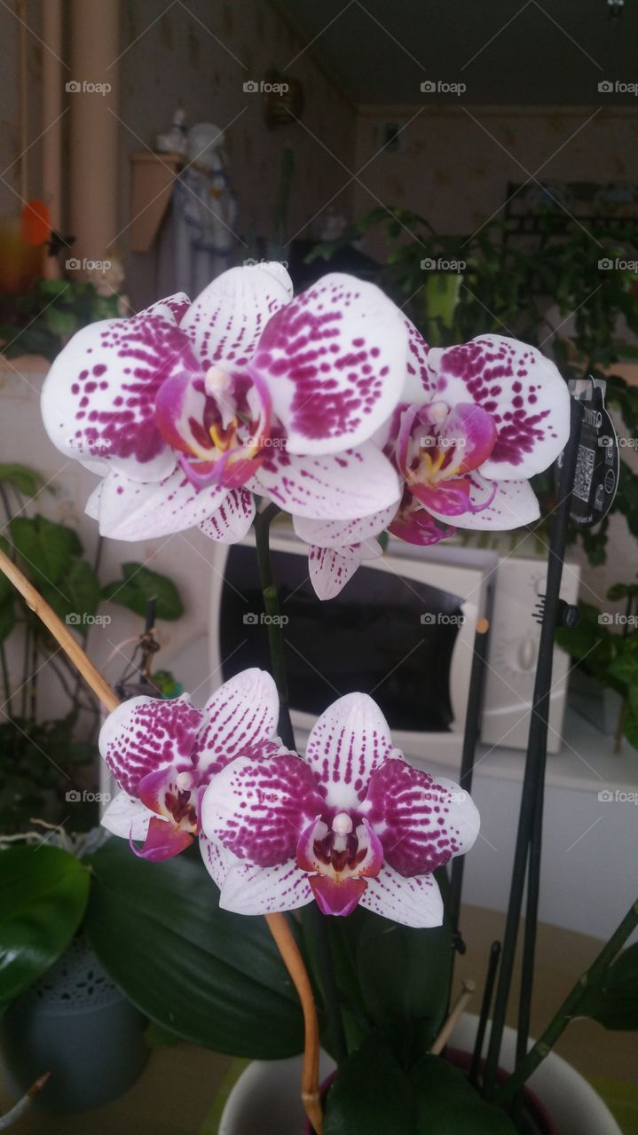 orchids passion
