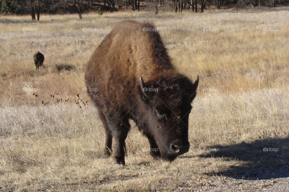 Buffalow feeding on the prairie