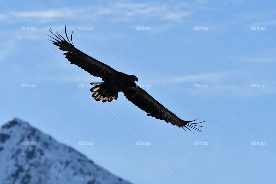 Sea eagle on the hunt