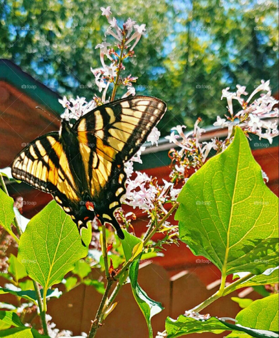 A Beautiful Monarch!