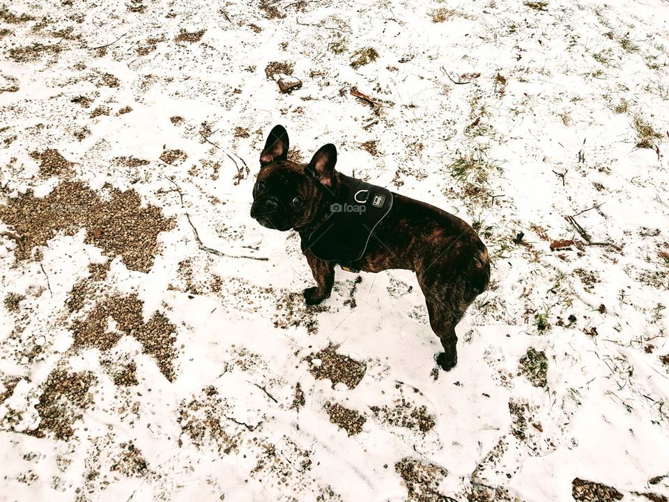 French bulldog having fun