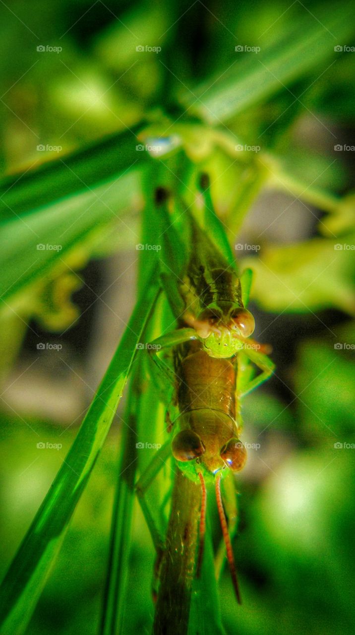 beautiful eyes of grasshopper mating