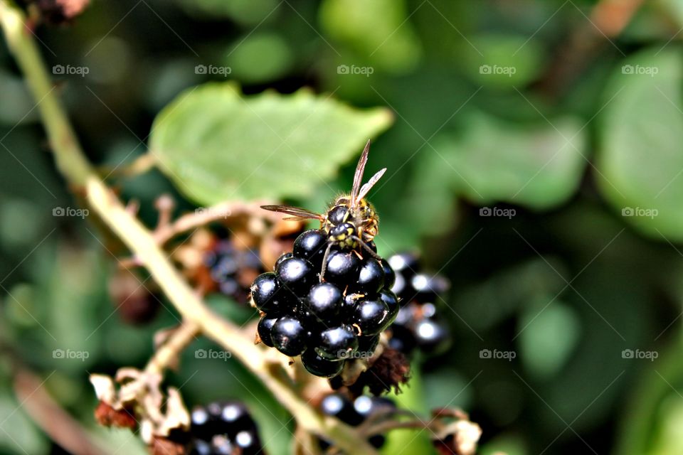 Sweet Blackberry