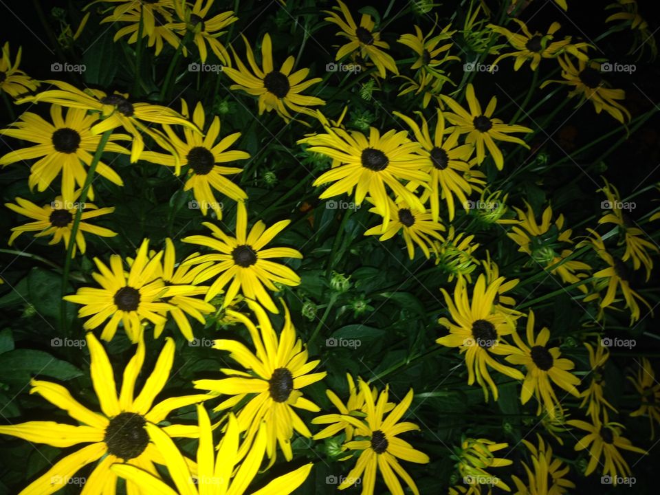 Blackeye Susan 