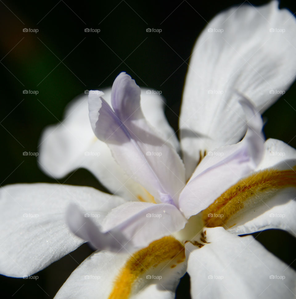 Flower petal and ladybug