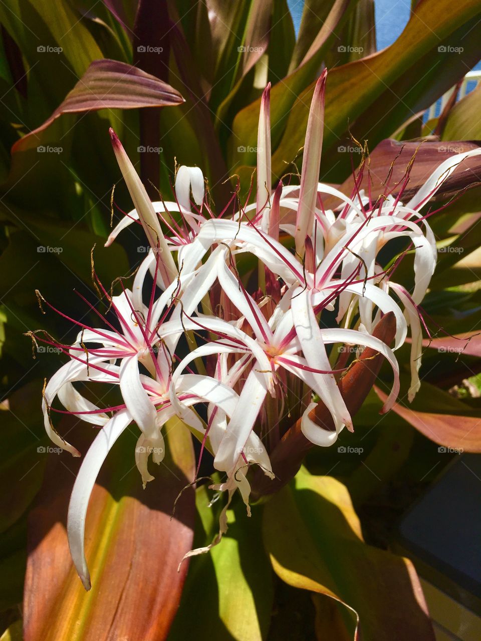 Beauty of nature - in full bloom