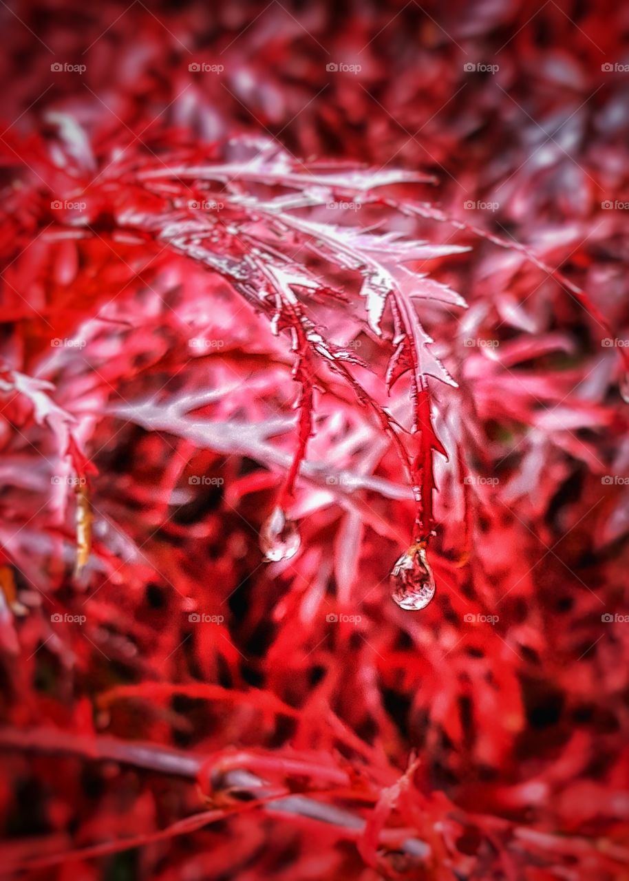 Acer in Autumn in my garden after rain.