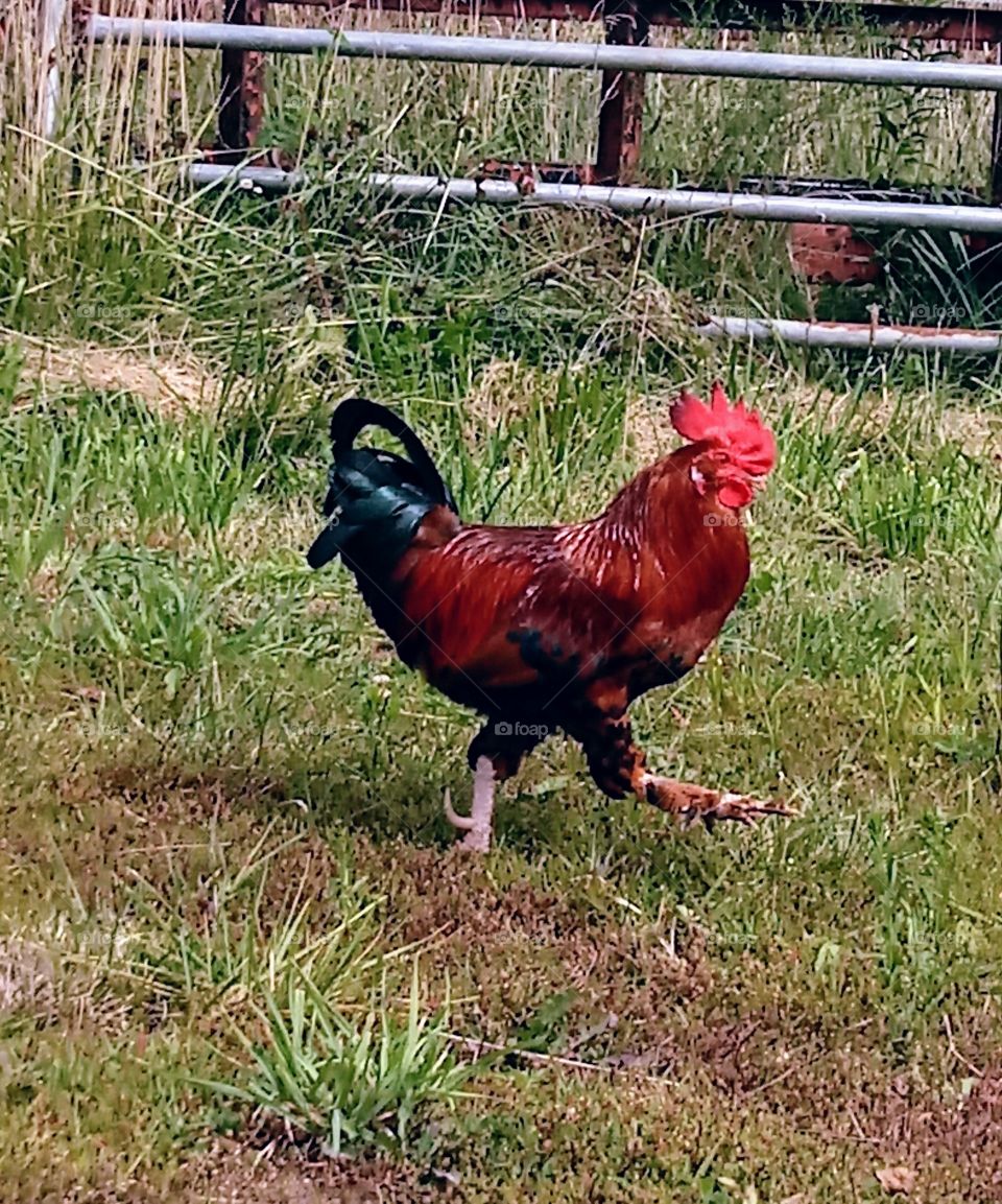 Rooster on the Run