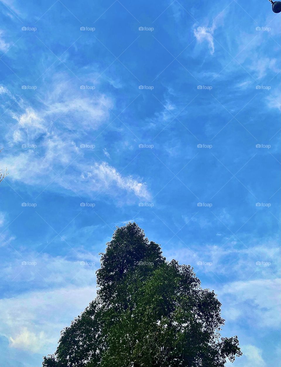 #sky #tree #clouds#leaves #