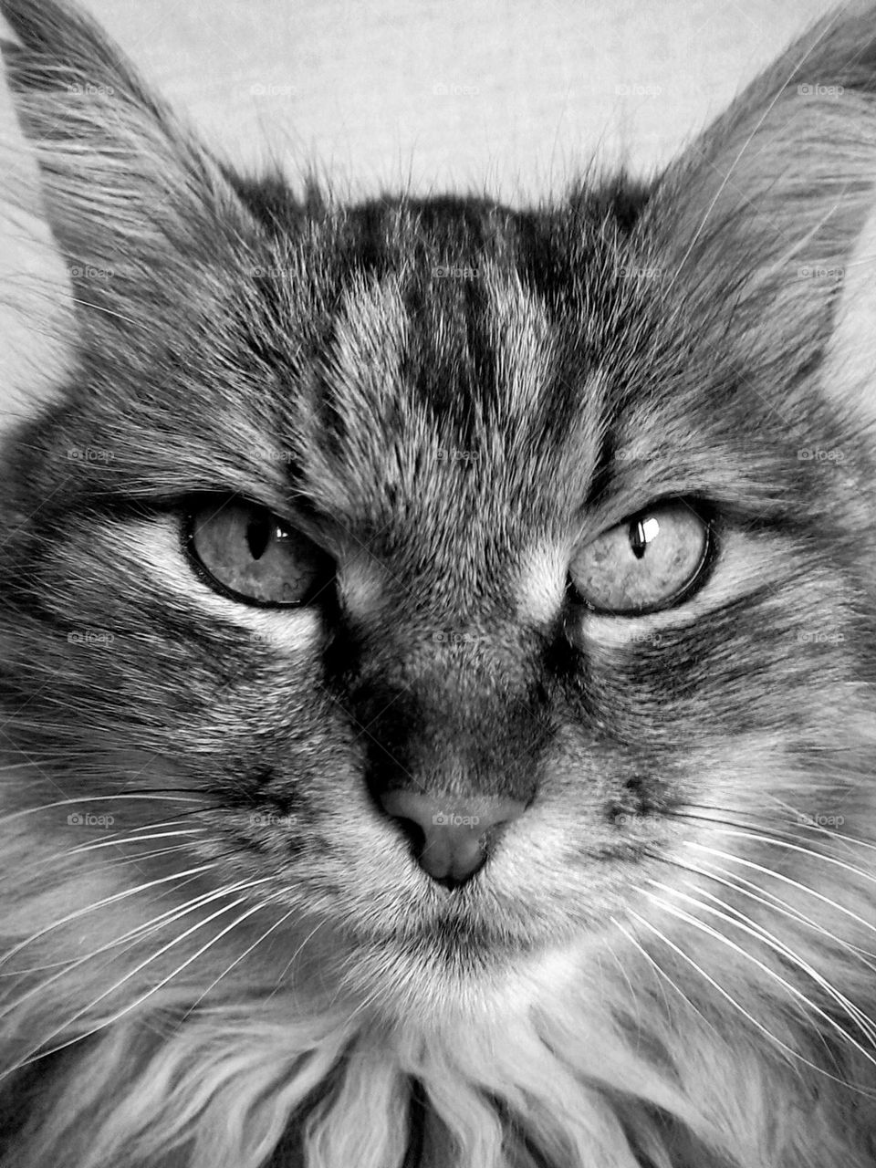 battle black white color