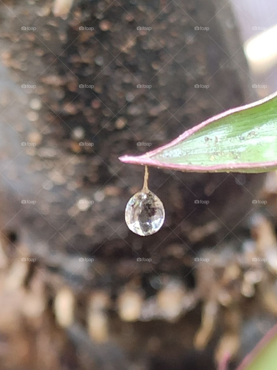 Stunning closeup shot water droplet on the sugarcane grass hanging like a Diamond.
