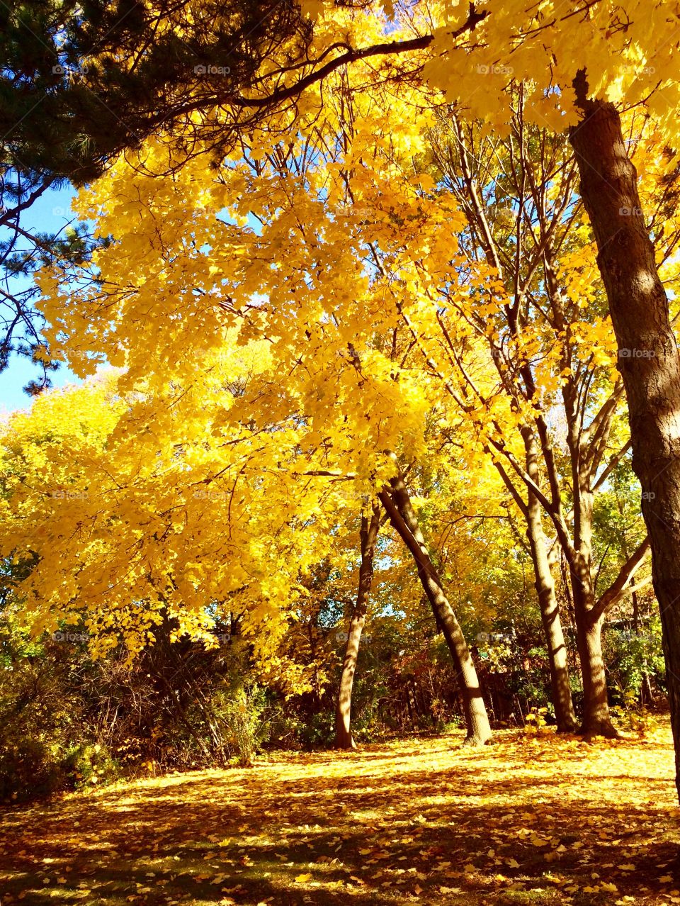 Autumn trees in blossom