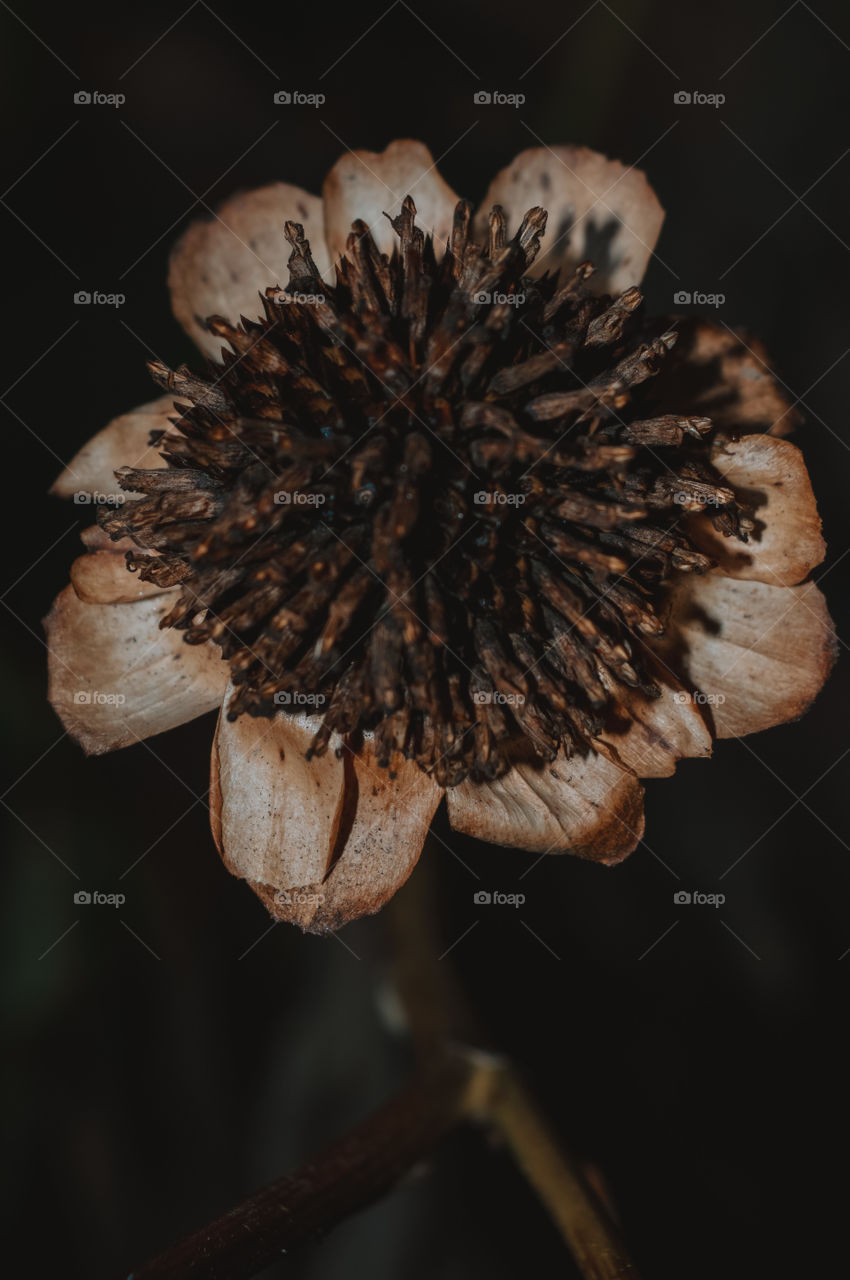 that's a sunflower that died and dried up