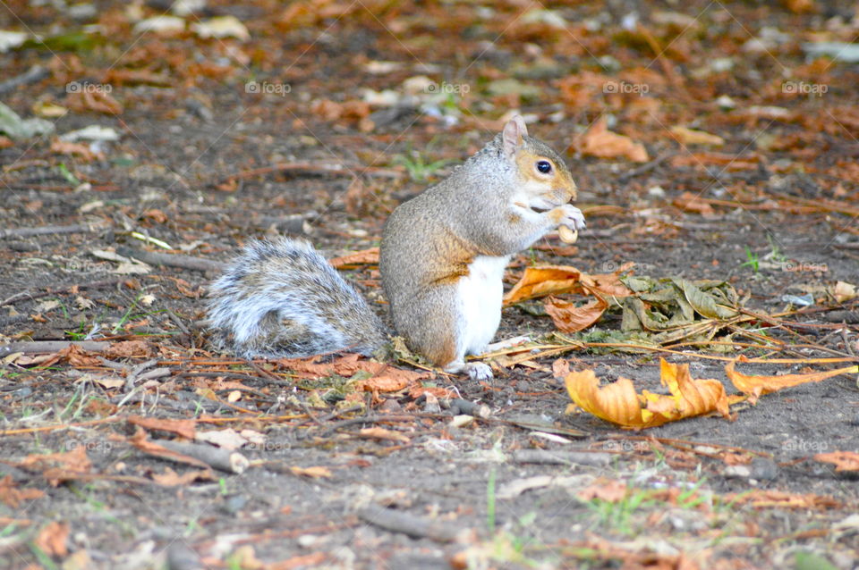 squirrel eating a peanut