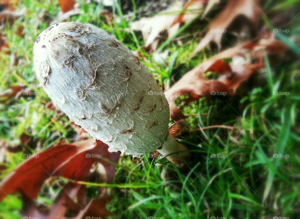 Shaggy Mane