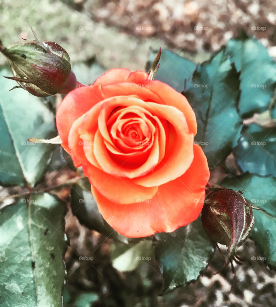 🌼#Flores do nosso #jardim, para alegrar e embelezar nosso dia!
#Jardinagem é nosso #hobby.
🌹
#flowers
#garden
#nature
#flor