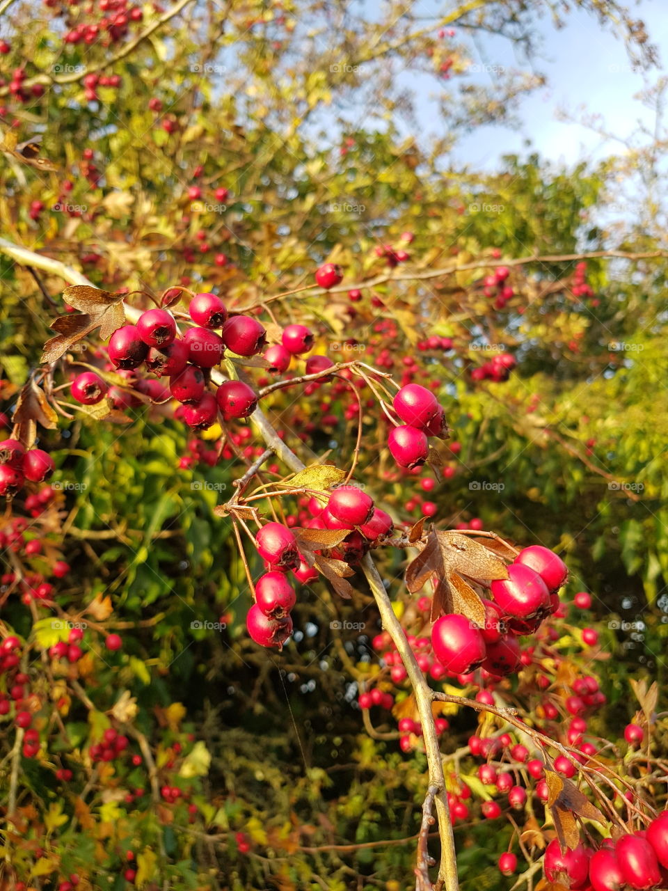 Autumn berries