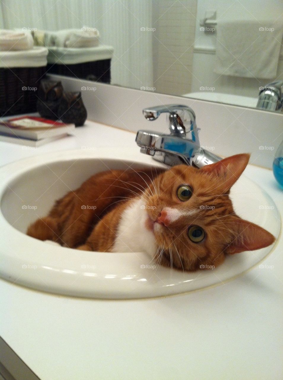 Cat lying in sink