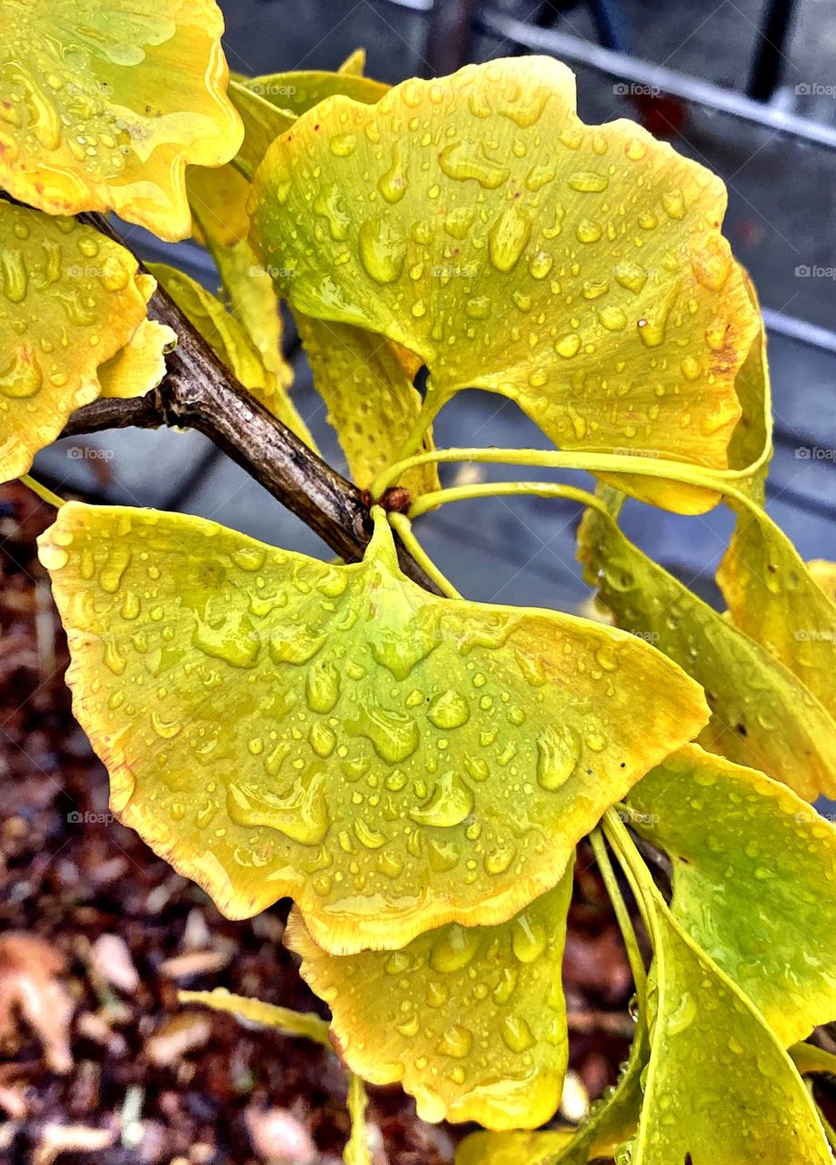 Ginko Spring Dew